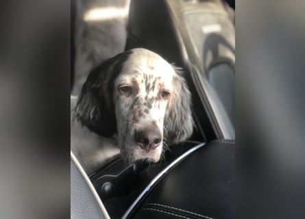 MAVERICK Hunting for Love (FCI) English Setter