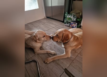 Labrador Retriever