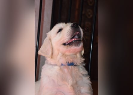Wunderschöne sehr helle Golden Retriever Welpen