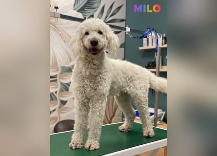 Goldendoodle & Labradoodle Labrador+Golden+Retriever+Pudel Welpen