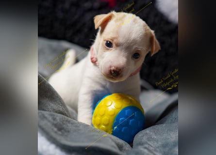 Dansk Svensk Gardhund,  Farmdog, Danky