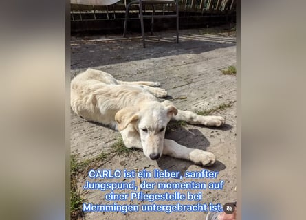 Carlo – ein kluger Dreikäsehoch auf der Suche nach seinem Platz im Leben (auf PS PLZ 87763)