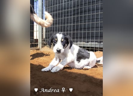 Ada, Andrea, Annie, Anton, Albert und Argos  suchen ab Mitte November ein Zuhause