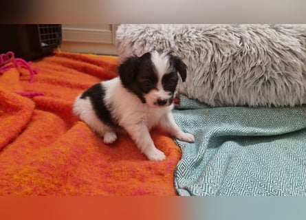 Reinrassige Papillon Welpen – Liebevoll in Familienhand aufgewachsen