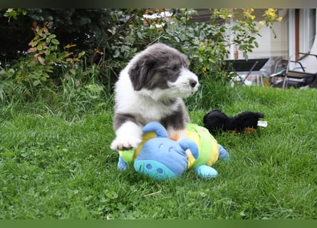 Bearded Collie Welpen, wir sind bereit für die Welt!
