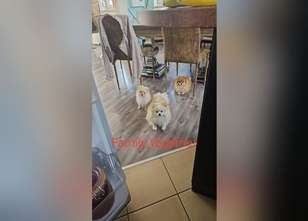 Pomeranian Spitz