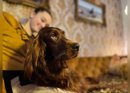 Irish Setter Welpen mit Papieren