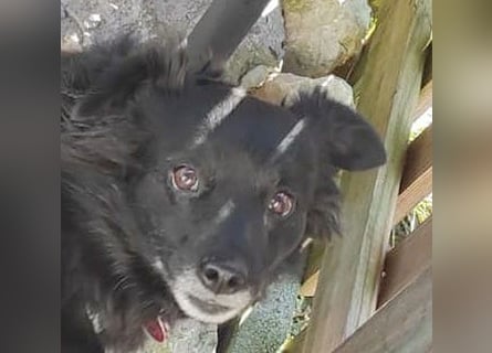 ungar. Zamperl MOLLY - 8 Jahre, 35cm/9,8kg - kleiner Mischling