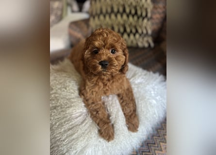 Cockapoo. F1 American Wurfankündigung Juli 2025