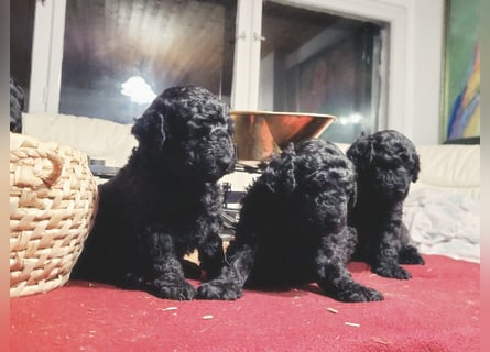 Mudidoodle ( Mudi - M. Pudel) Welpen