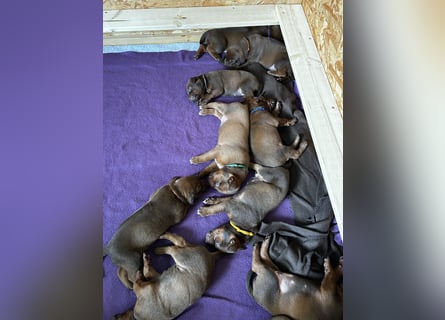 Rhodesian Ridgeback Welpen mit Papieren -Livernose-