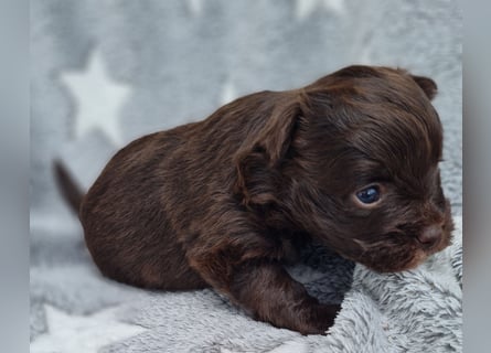 Bezaubernde Welpen aus Bolonka Zwetna und Pomeranian (Zwergspitz)