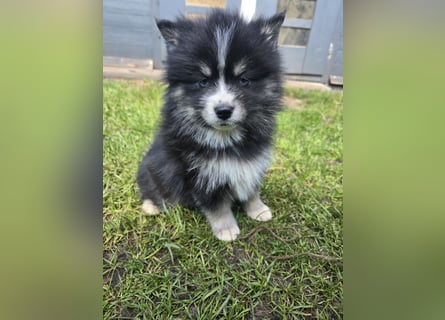 Zauberhafte Pomsky Welpen suchen ihr neues Zuhause! (ab 22.05.2025)