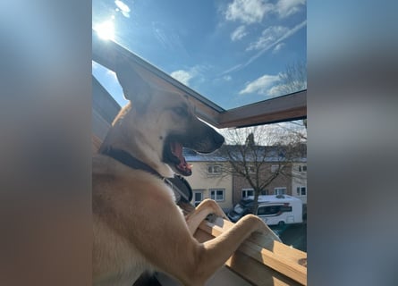 Mica, 3 Jahre, sucht ein neues Zuhause
