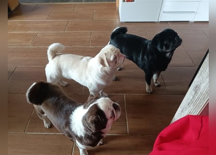 3 wunderschöne Möpschen mit Papiere in Sonderfarben suchen liebevolles Zuhause auf Lebenszeit!