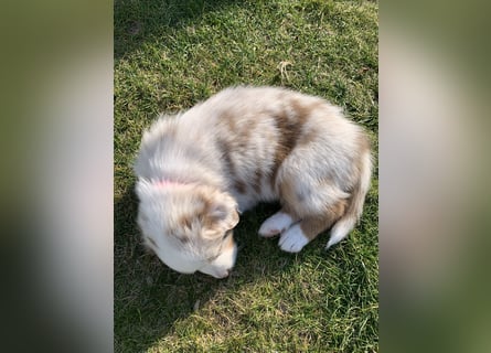 Reinrassige Australian Shepherd Welpen