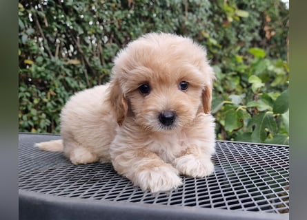 Maltipoo Welpe