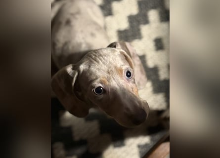 Zwergdackel,Dackel in Sonderfarben,amerikanische Zwergdackel Welpen suchen tolle Familien