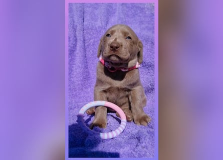 Labrador Aussiedor Welpen  in silber und silber merle aus liebevoller Zucht