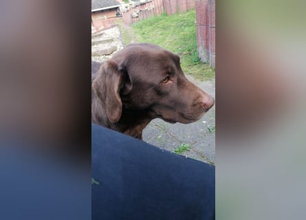 Labradoodle Welpen