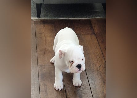 Englische Bulldoggen welpen Top Pedigree FCI