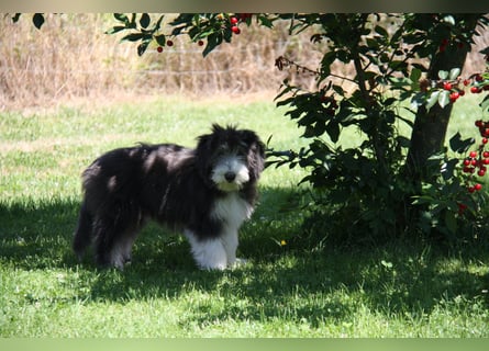 Bearded Collie , 1 Mädchen ist bereit für die Welt!