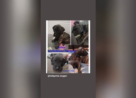 Deutsche Doggen Welpen US Linie Sonderfarben