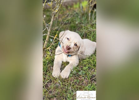 Labrador Welpen aus Körzucht