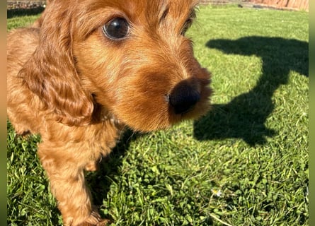 2 Zauberhafte Cockapoo Welpen Rüden  mit Ahnentafel