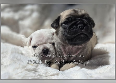 Mops Welpen