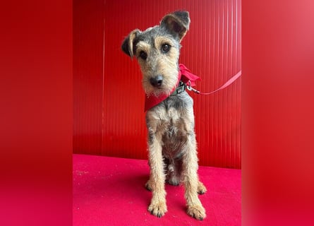 ❤️ superlieber PINO - 1 Jahr, 40cm/9kg - Foxterrier-Mischling