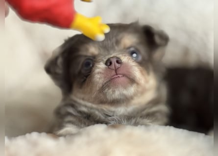 Wir haben aktuell Welpen. 2 Chihuahua Mädels