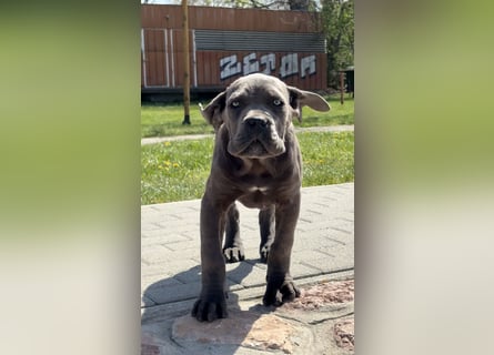 Cane Corso grau  welpen hündin Graue Hündin mit Züchtergarantie EUCH WCh-Linie zu verkaufen