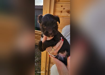 Süsses Yorki Bolonka Zwetna Mädchen Welpe abzugeben