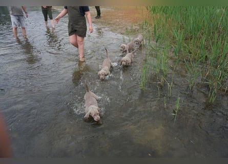 zuckersüße Weimaranerwelpen