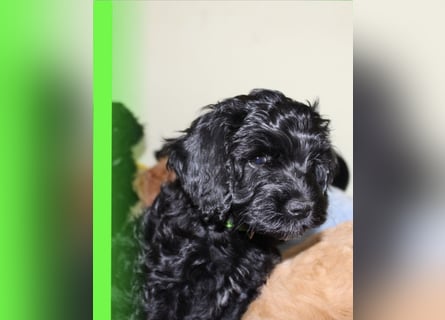 Cockapoo bereit zum Lieben!  - Schenken Sie sich selbst bedingungslose Liebe –