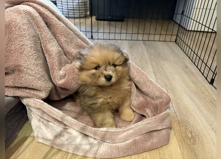 Pomeranian / Zwergspitz Rüde Pluto