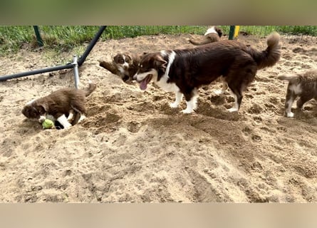 Australian Shepherd Welpen braun/redtri (Minimix/Reinrassig)+ Gesundheitszeugnis
