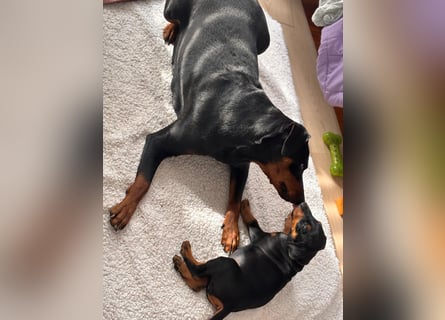 Deutsche Pinscher Welpen