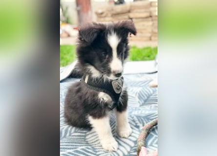 Sheltie 's wahre Seelenhunde