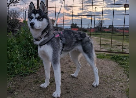 Lena: Familienhund sucht Familie