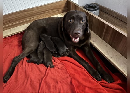 Braune Labradorwelpen mit Ahnentafel