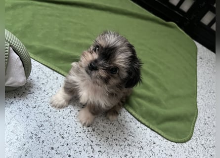 Maltipoo - Welpen - Rüden und Hündin