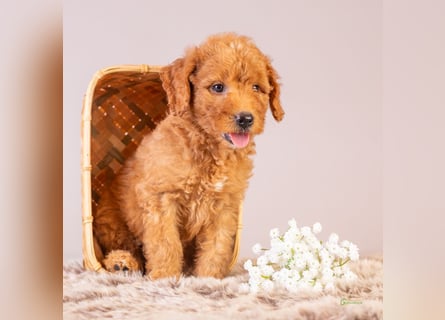 GoldenDoodle - medium mit welligem - lockigem Fell