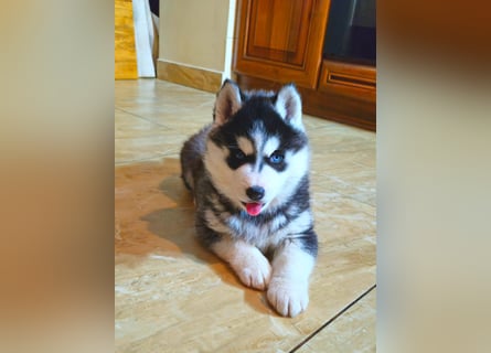 FCI Pedigree Blue Eyed Black & White Siberian Husky Champion Puppy