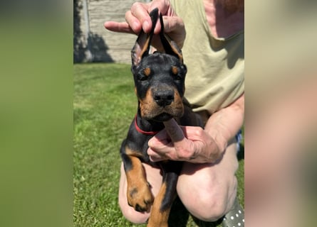 Dobermann Welpen Bohemia Gotika