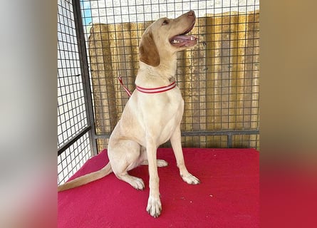 ❤️ wunderschöner Schmusebär PABLO - 2 Jahre, 50cm/20kg - Vizsla-Mix ❤️