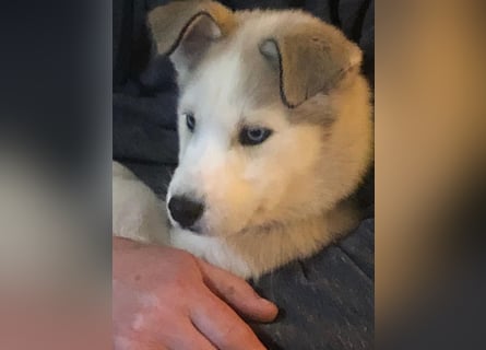 Akita-Husky Welpen