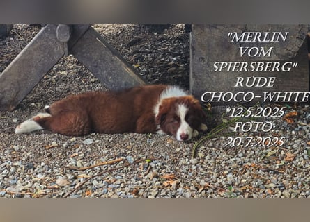 Border Collie-Welpen , black-,choco-,red-white und red-merle