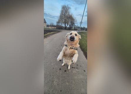 Golden Retriever Deckrüde